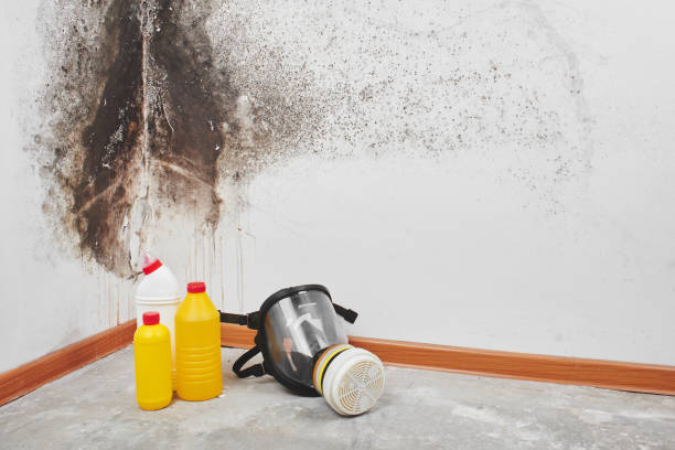 Best Commercial Mold Remediation in Duvall, WA