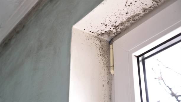 Trusted Duvall, WA Mold Remediation Experts