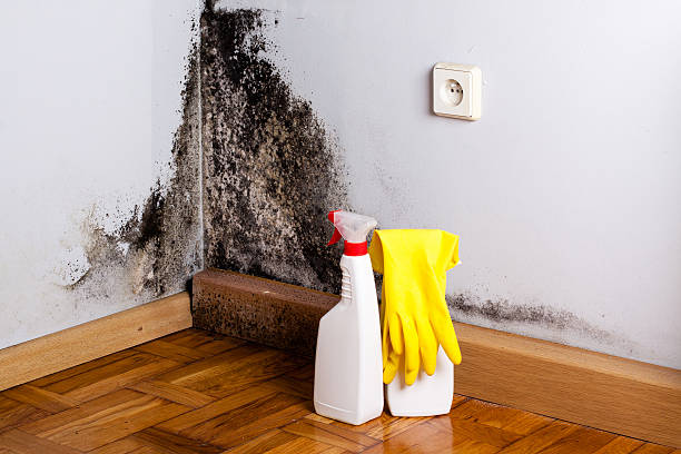 Best HVAC Mold Remediation in Duvall, WA